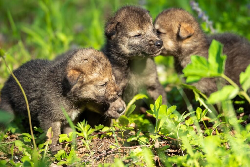 Kaip atpažinti vilko patelę, patiną ir jauniklį