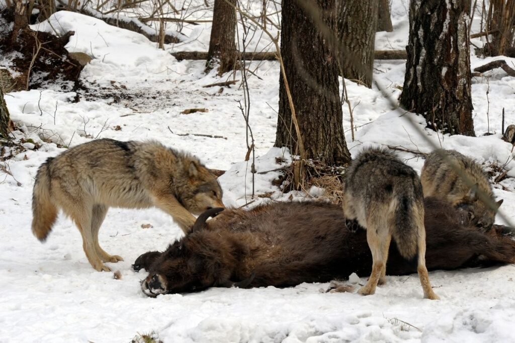 Kuo maitinasi vilkas