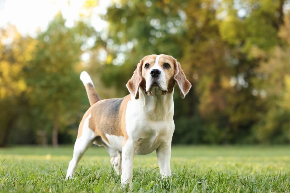 Biglis – nenuilstantis seklys aksominėmis ausimis ir švelniu žvilgsniu. Ar šis medžiotojas taps geriausiu jūsų šeimos draugu?