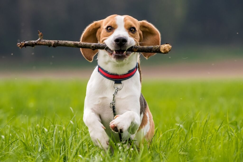 Biglio sveikata ir priežiūros ypatumai