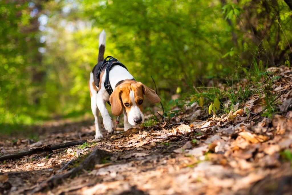 Biglis – nenuilstantis seklys aksominėmis ausimis ir švelniu žvilgsniu. Ar šis medžiotojas taps geriausiu jūsų šeimos draugu?