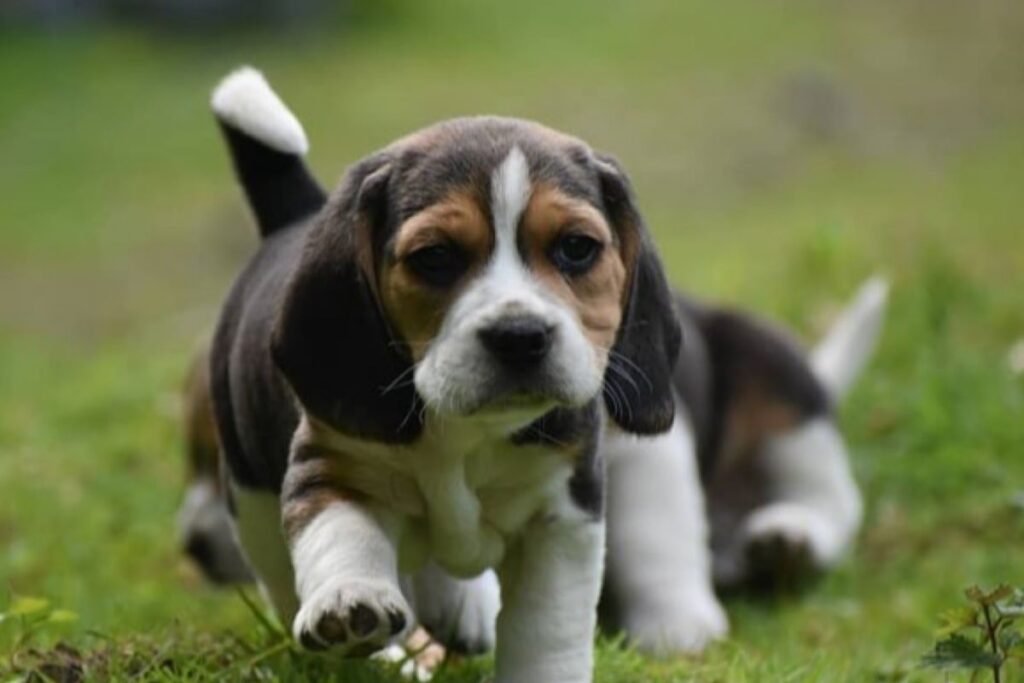 Ar biglis man tinka?