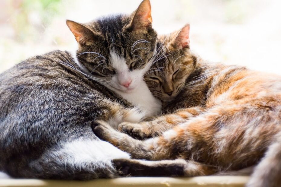 Kiek gyvena katės? Daugiau nei devyni gyvenimai: paslaptys, kaip prailginti katės amžių