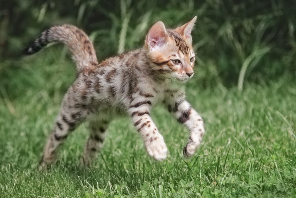 Kiek gyvena katės? Ankstyvosios vaikystės svarba
