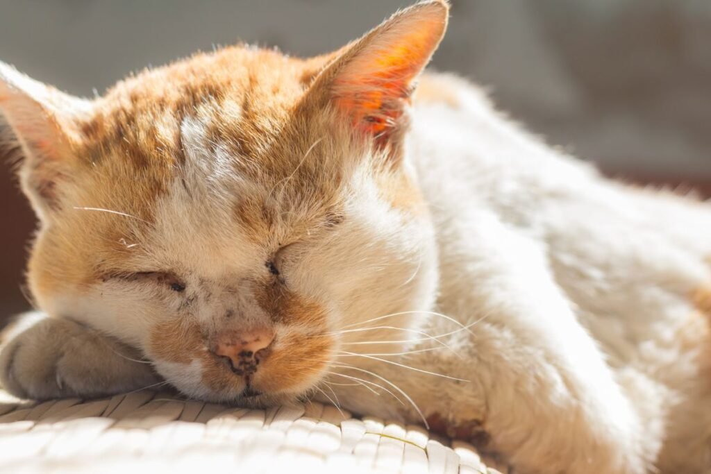 Kiek gyvena katės? Senjorų amžius: lėtesnis tempas ir jautrumas