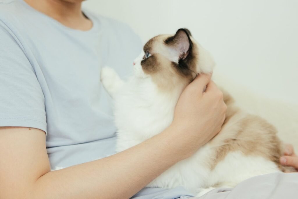 Kiek gyvena katės? Ryšio galia ir emocinė gerovė